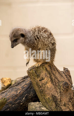 Abituare meerkats presso un centro di salvataggio in Cambridgeshire, Inghilterra, europa utilizzato per l'istruzione Foto Stock