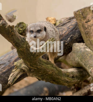 Abituare meerkats presso un centro di salvataggio in Cambridgeshire, Inghilterra, europa utilizzato per l'istruzione Foto Stock