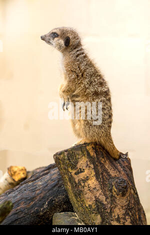 Abituare meerkats presso un centro di salvataggio in Cambridgeshire, Inghilterra, europa utilizzato per l'istruzione Foto Stock