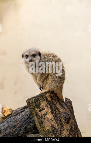 Abituare meerkats presso un centro di salvataggio in Cambridgeshire, Inghilterra, europa utilizzato per l'istruzione Foto Stock