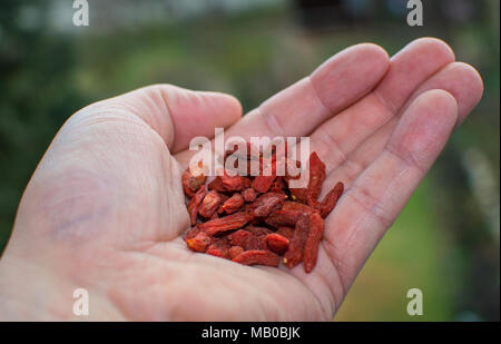 Incentrato su sano goji frutto in mani Foto Stock