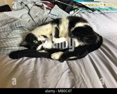 Millie il mio gatto dorme sul mio letto Foto Stock