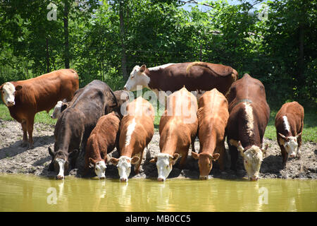 Una mandria di bovini angus acqua potabile su una soleggiata giornata estiva. Foto Stock