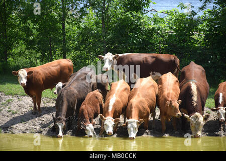 Una mandria di bovini angus acqua potabile su una soleggiata giornata estiva. Foto Stock