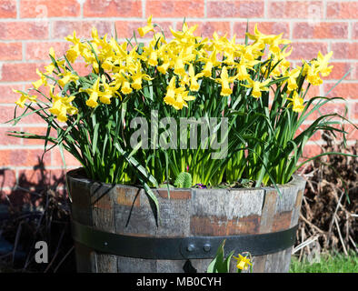 I narcisi in fiore entro una vasca in legno, England, Regno Unito Foto Stock