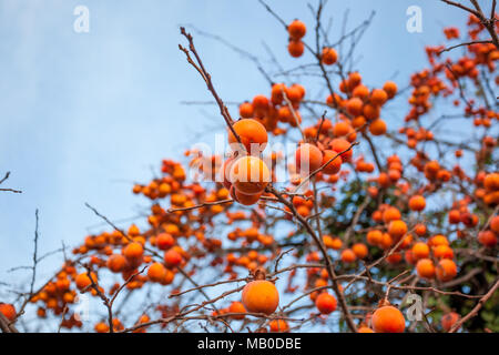 Cachi maturi su un albero in inverno. Foto Stock