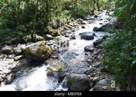 Le foto scattate in Valle de Cocora, Salento, Colombia Foto Stock