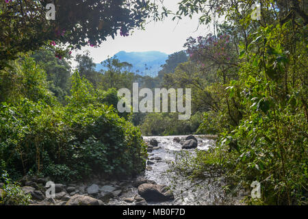 Le foto scattate in Valle de Cocora, Salento, Colombia Foto Stock