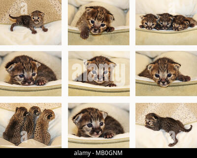 Neonato Serval Savannah gattino collage Foto Stock