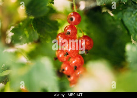 Fresche e mature di ribes rosso filiale. Coltivazione di bacche organiche. Ribes maturi nel giardino di frutta. Ribes rosso o Ribes rubrum Foto Stock