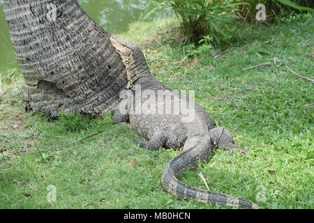 L'elemento di monitoraggio presenza acqua Varanus salvator malaysian Bangkok tailandese park lizard wild big Foto Stock