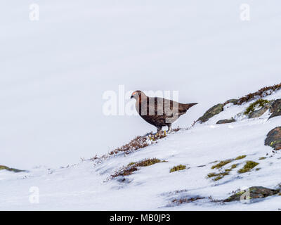 Un maschio Red Grouse sulla molla sopra nevai Glenshee nelle Highlands scozzesi in cerca di cibo Foto Stock