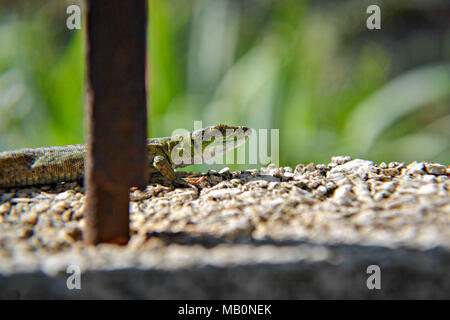 Il ramarro con lunga coda gode del sole. Creepy nella natura selvaggia. La vita selvatica accanto all uomo Foto Stock