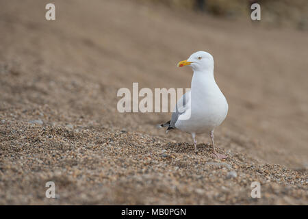 Aringa gabbiano sulla spiaggia Foto Stock