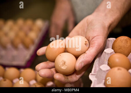 Imballatore uovo che mostra le uova danneggiate Foto Stock