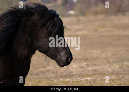 Cavallo islandese, stallone nero close up ritratto Foto Stock