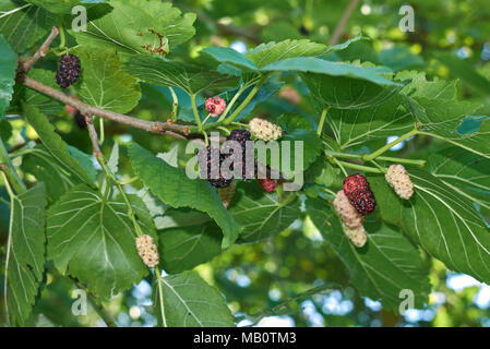 Morus alba frutti Foto Stock