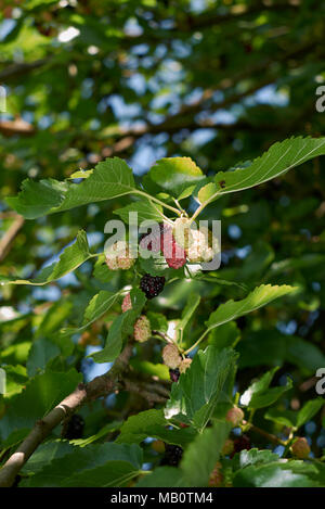 Morus alba frutti Foto Stock