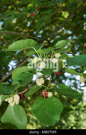 Morus alba frutti Foto Stock