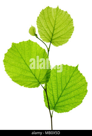 Unico ramoscello con foglie di albero di nocciole isolate su sfondo bianco Foto Stock