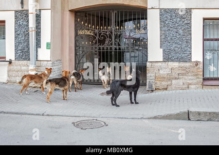 Un branco di cani randagi, stando in piedi vicino alla Porte di ferro, chiudendo l'ingresso al cantiere, sull'argine del fiume Moika a San Pietroburgo. Foto Stock