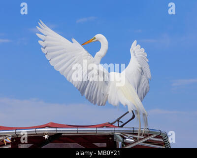 Airone bianco maggiore, Ardea alba, con ampie ali aperte su un tetto contro il cielo blu, Sanibel Island, Florida, Stati Uniti d'America Foto Stock