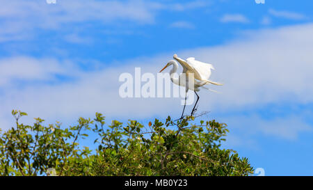 Airone bianco maggiore, Ardea alba, in piedi su un albero con ampia apertura ali, Miami, Florida, Stati Uniti d'America Foto Stock