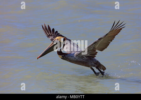 Pelican, maschio, decollo, Sanibel Island, Florida, Stati Uniti d'America Foto Stock