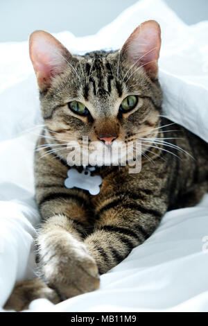 Un anno vecchio striato, tabby cat fissando la telecamera, il gatto è sdraiato in mezzo di fogli bianchi su un letto ed ha la sua parte frontale pawa incrociati, ha Foto Stock