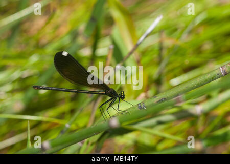 06014-003.06 Ebano Jewelwing Damselfly (Calopteryx maculata) femmina nel flusso, MO Foto Stock