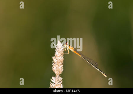 06329-00203 Forktail Orientale (Ischnura verticalis) damselfly femmina immaturi, Marion Co.IL Foto Stock