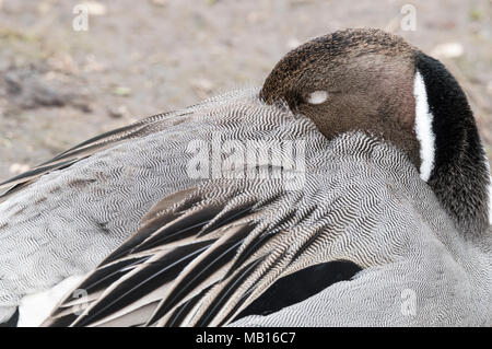 Un sonno Pintail (Anas acuta) Foto Stock