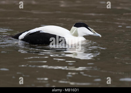 Nuoto Eider maschio (Somateria mollissima) Foto Stock