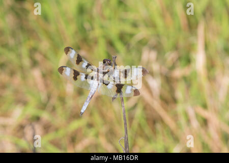 06625-01002 dodici pezzata (Skimmer Libellula pulchella) maschio in zona umida Marion Co. IL Foto Stock