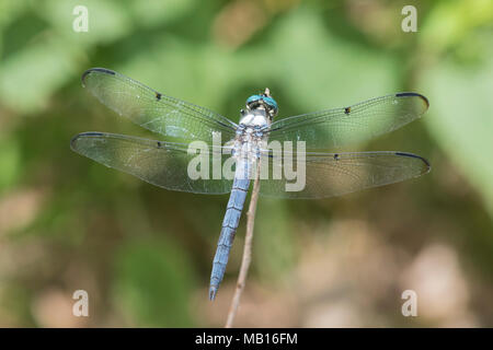 06629-00210 Grande Blu (Skimmer Libellula vibrans) maschio in zona umida Marion Co. IL Foto Stock