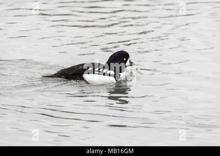 Nuoto maschio di Barrow Goldeneye (Bucephala islandica) Foto Stock