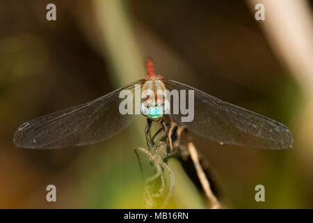 06652-006.16 Blu-di fronte Meadowhawk (Sympetrum ambiguum) maschio, Marion Co. IL Foto Stock