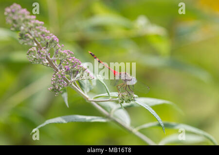 06652-00712 Blu-di fronte Meadowhawk Dragonfly (Sympetrum ambiguum) maschio sulla boccola a farfalla (Buddleia davidii), Marion Co., IL Foto Stock