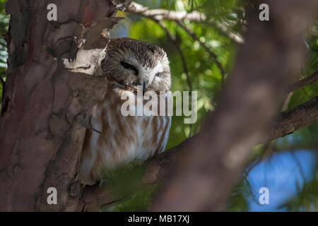 Sega nord-stuzzicare il gufo (Aegolius acadicus) Foto Stock