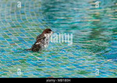 Wild passeri balneare poco profonda nella piscina con acqua Foto Stock