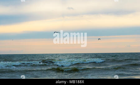 Gabbiani nel Mar Baltico, Palanga Foto Stock