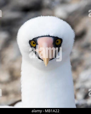 Nazca booby (Sula granti), Punta Suárez, Española Island, Isole Galapagos, Ecuador, Foto Stock