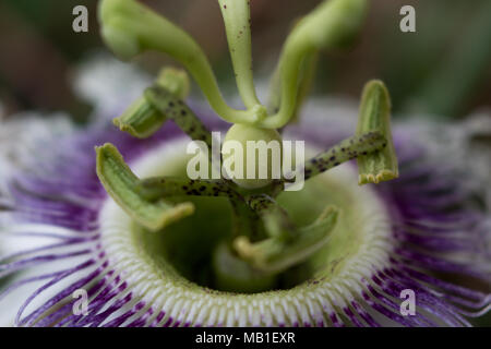 Close up di passiflora incarnatus Foto Stock