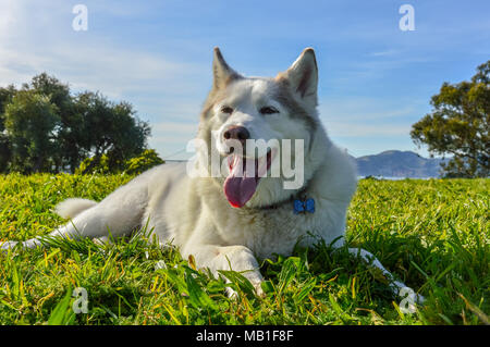 Molto carino il cane husky godendo una giornata di sole nel parco Foto Stock