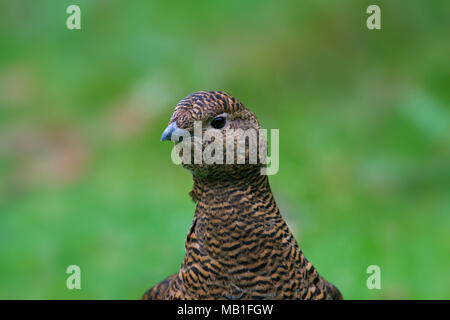 Forcelli (Lyrurus tetrix / Tetrao tetrix) close up ritratto di femmina / hen Foto Stock