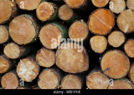 Pila di tagliare abete rosso (Picea abies) registri, la legna da ardere utilizzato come combustibile di legno Foto Stock