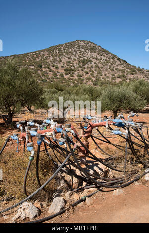 Creta, Grecia. Tubi Irriagtion su una produzione di olive agriturismo vicino a Krista Foto Stock