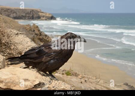 Isola Canarie Corvo Imperiale (Corvus corax tingitanus) adulto arroccato sulla scogliera sul mare con bordo di mare in background, Fuerteventura, Isole Canarie, maggio. Foto Stock