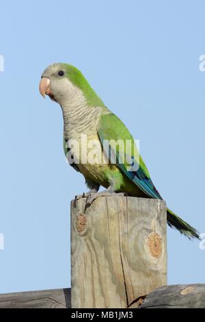 Monaco parrocchetto (Myiopsitta monachus) arroccato su di un palo da recinzione su un lungomare, Fuerteventura, Isole Canarie, maggio. Foto Stock