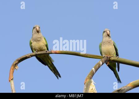 Monaco parrocchetto (Myiopsitta monachus) coppia arroccato in un albero di palma, Fuerteventura, Isole Canarie, maggio. Foto Stock